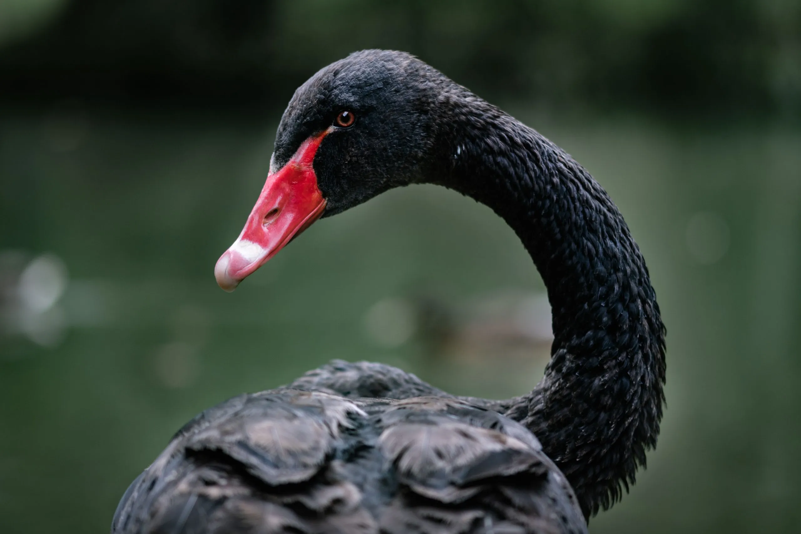 Schwarzer Schwan