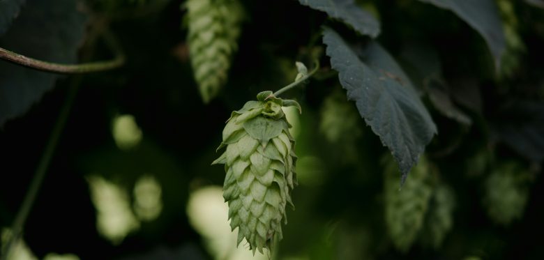 Hopfen