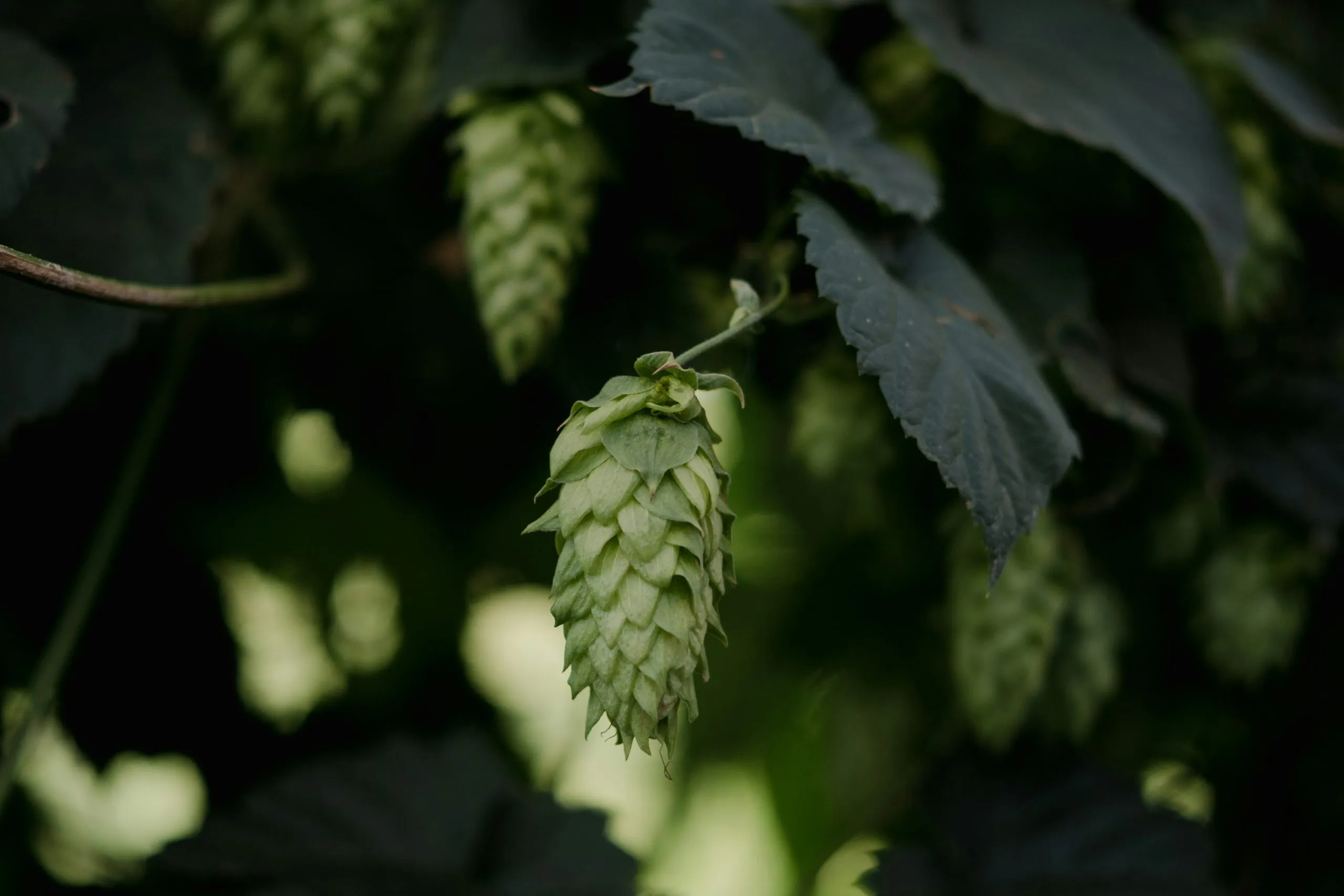 Hopfen